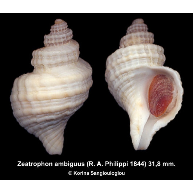 Zeatrophon ambiguus Gorgeous Uncommon!