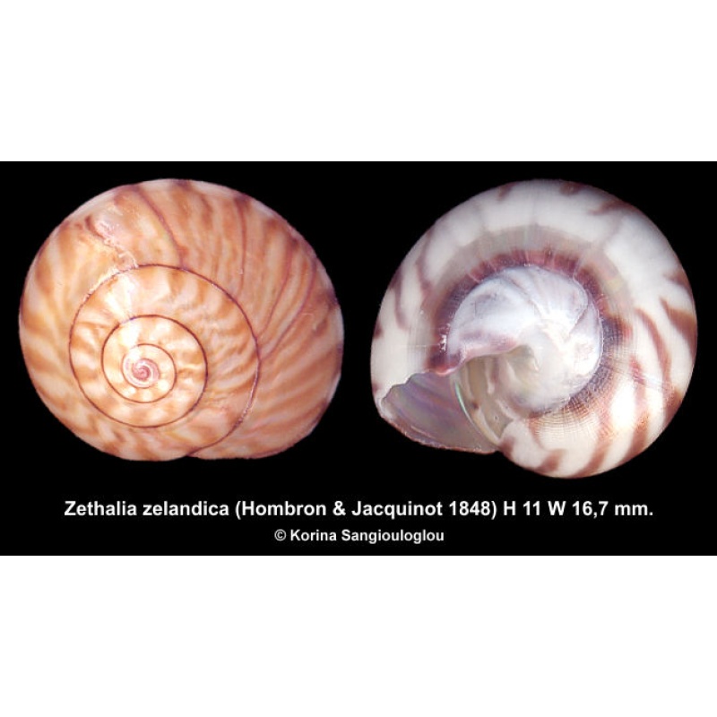 Zethalia zelandica Gorgeous Colorful Flat!